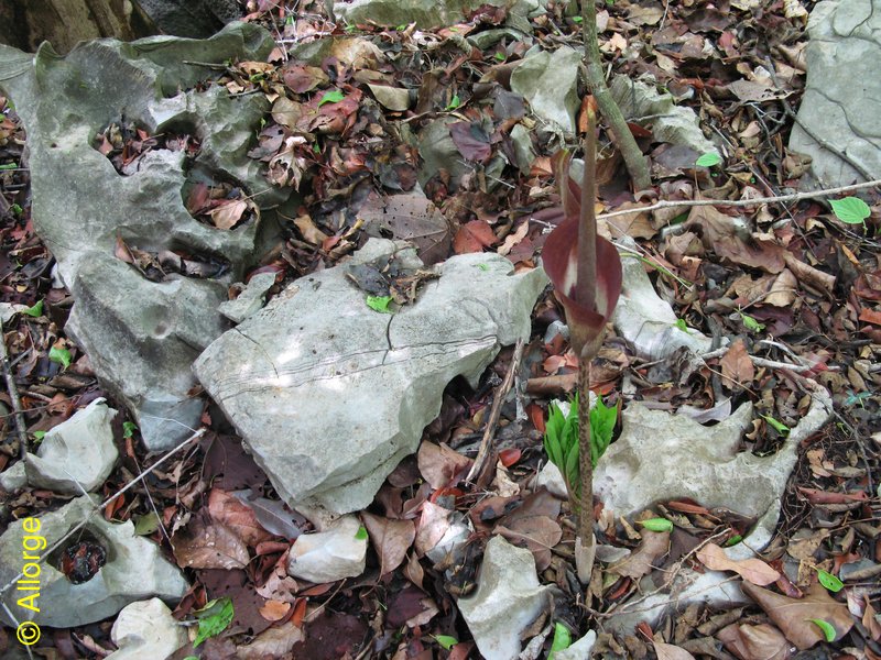 ARACEAE, Amorphophallus ankaranensis